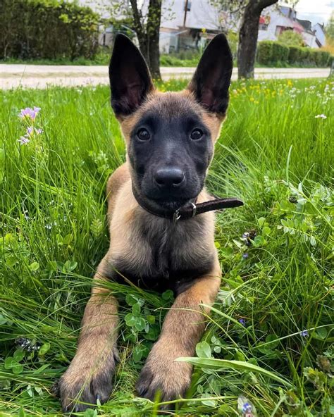 belgian malinois worth|More.